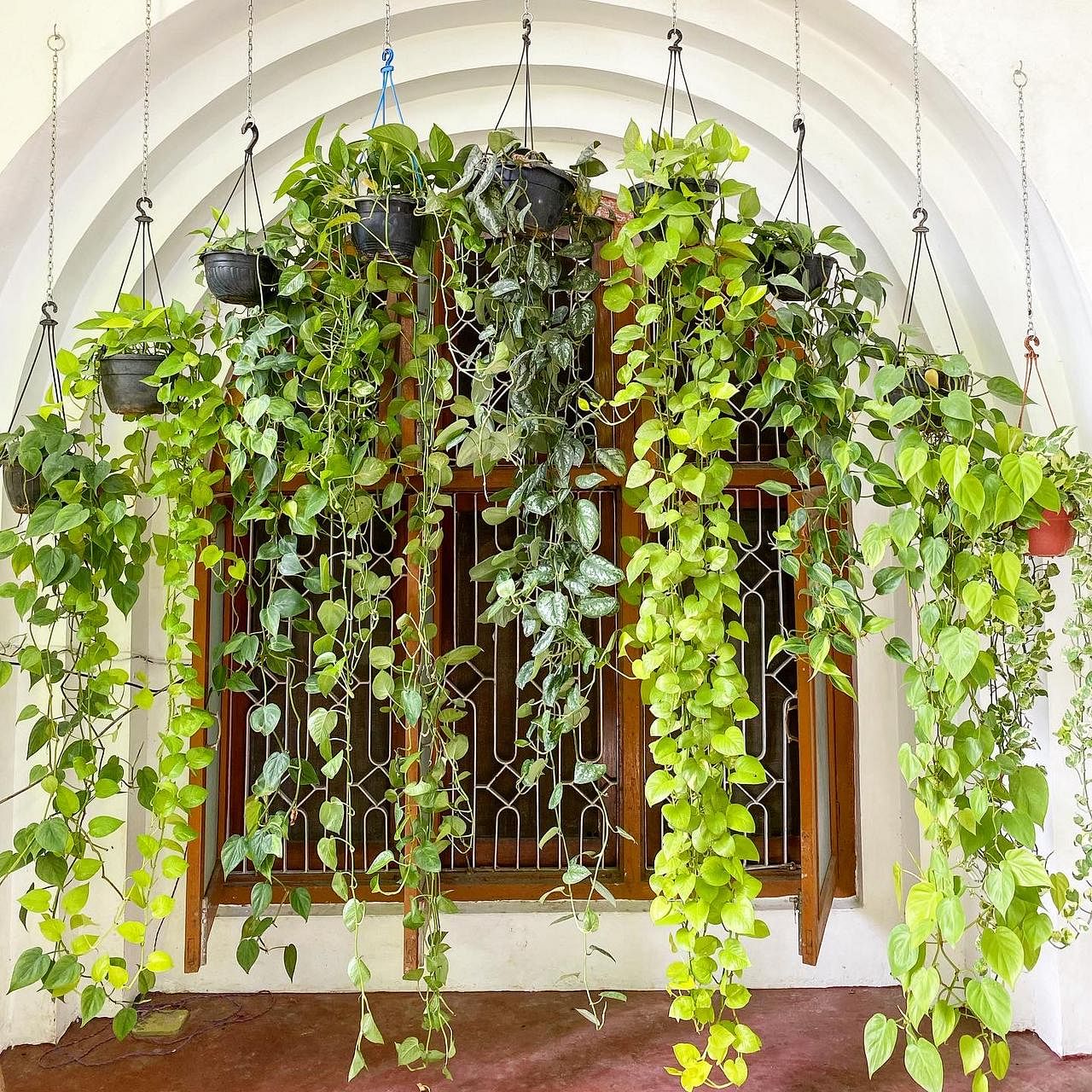 hanging money plant in house