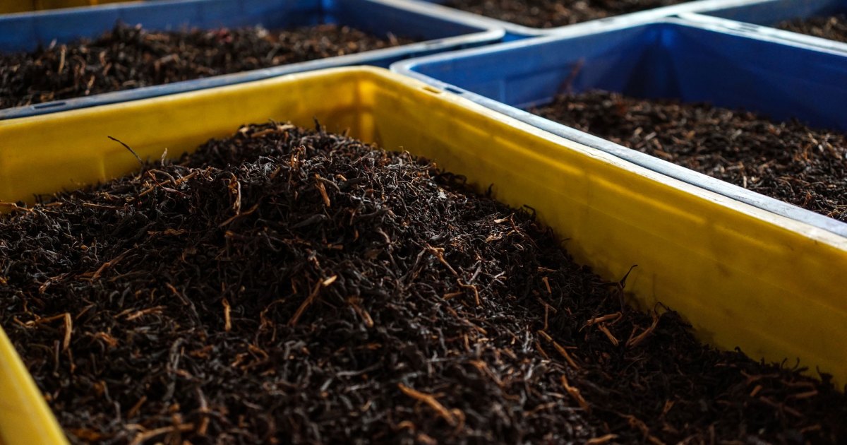 Organic food revolution in Sri Lanka threatens its tea industry | Food News  | Al Jazeera
